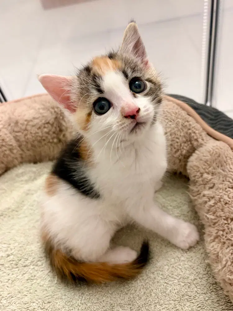 Yuzu., a female kitten up for adoption