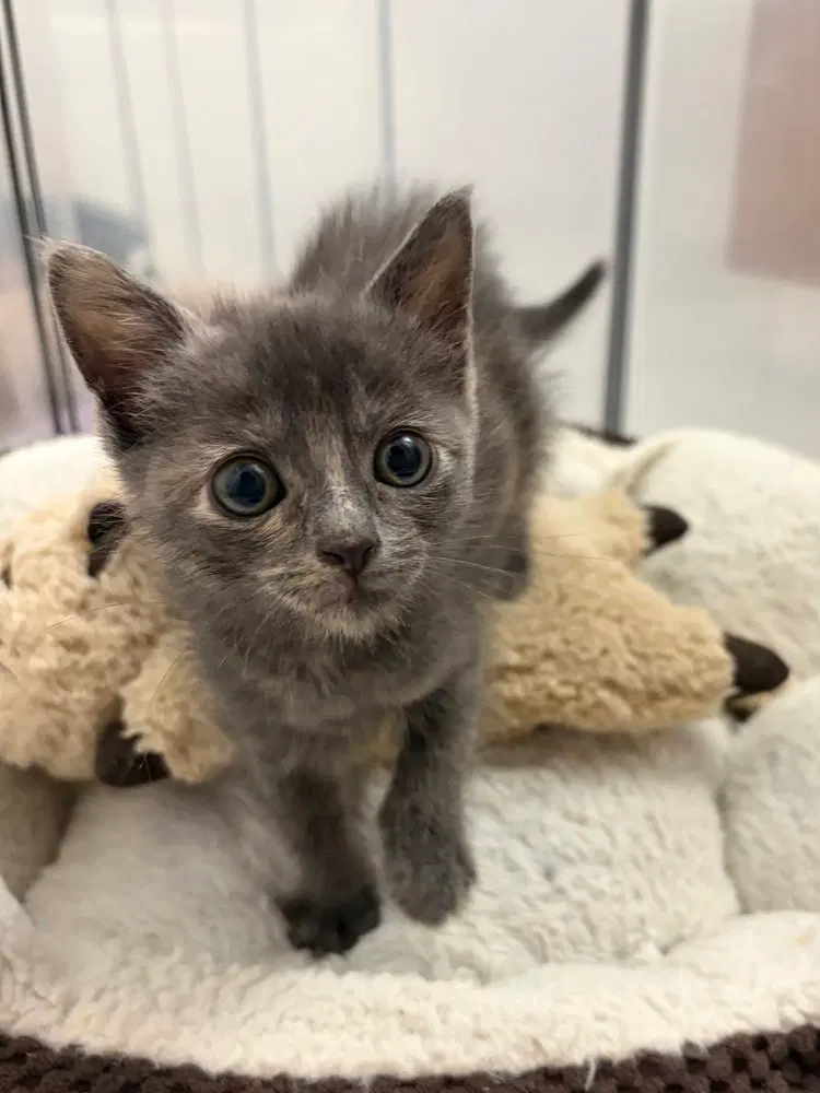 Ume., a female kitten up for adoption