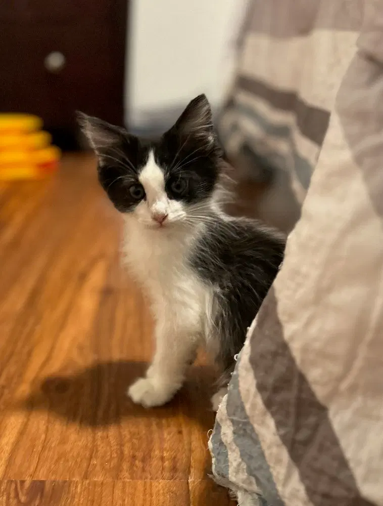 Buckwheat, a young male cat up for adoption