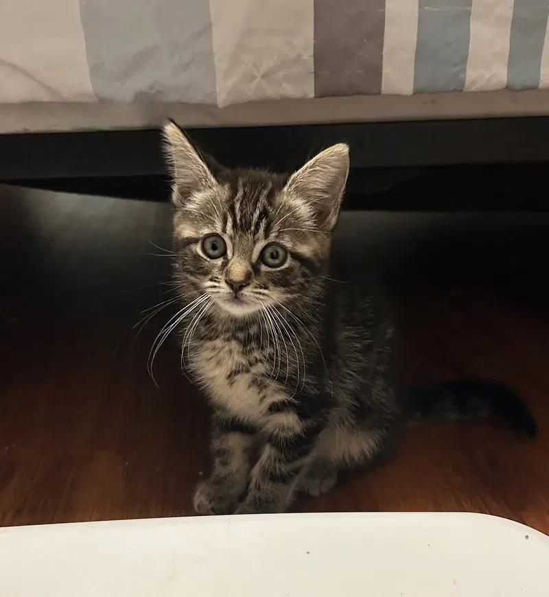 Chun Li, a young female cat up for adoption