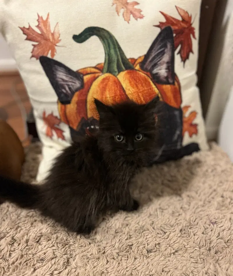 Cammy, a young female cat up for adoption