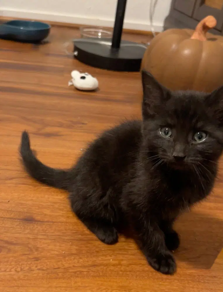Ryu, a young male cat up for adoption