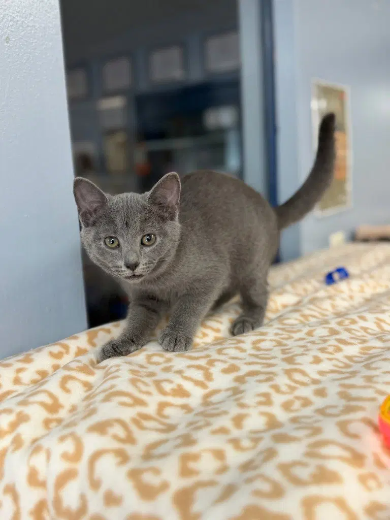 Sarah, a female kitten up for adoption