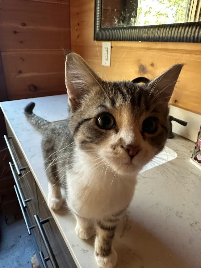 Markie, a female cat up for adoption