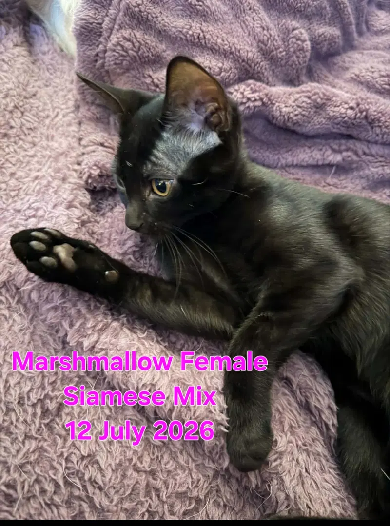 Marshmallow, photo 2