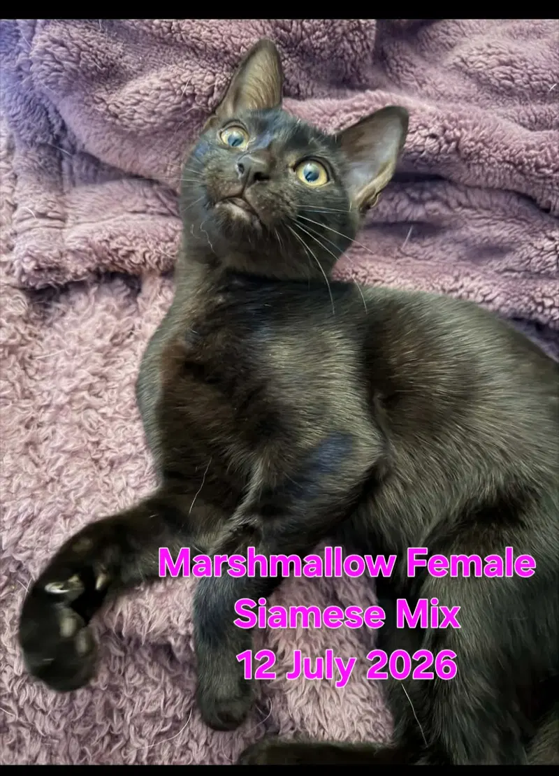 Marshmallow, photo 3