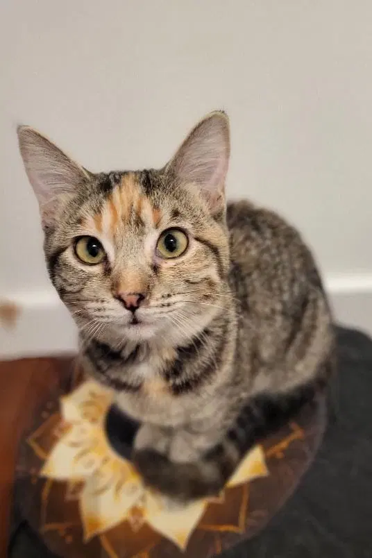Laura, a female kitten up for adoption