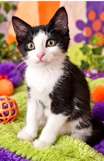 Dylan, a male kitten up for adoption