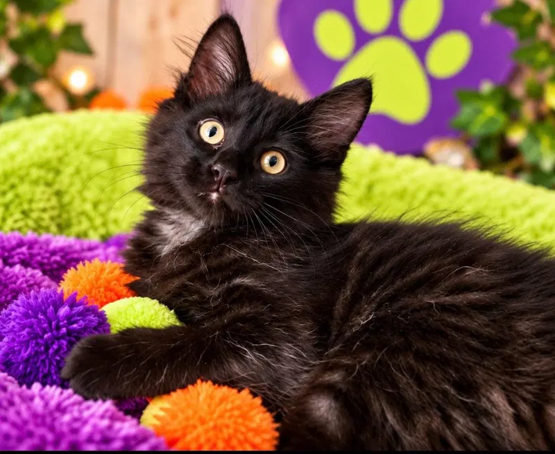 Dollie, a female kitten up for adoption