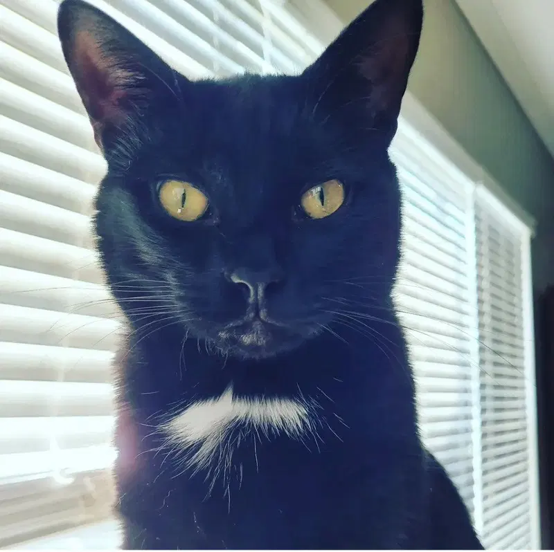 Salt, an adult male cat up for adoption