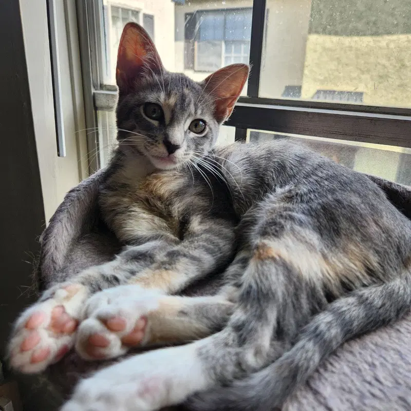 Coraline, a female Siamese kitten up for adoption