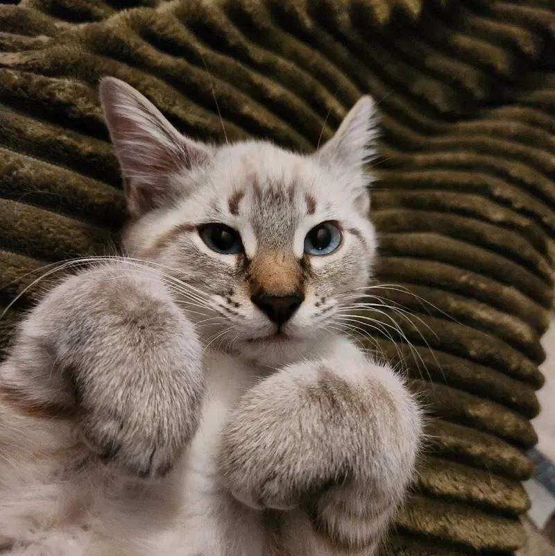 Casper, a male kitten up for adoption