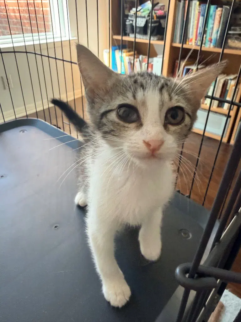 Marble, a female Tabby kitten up for adoption