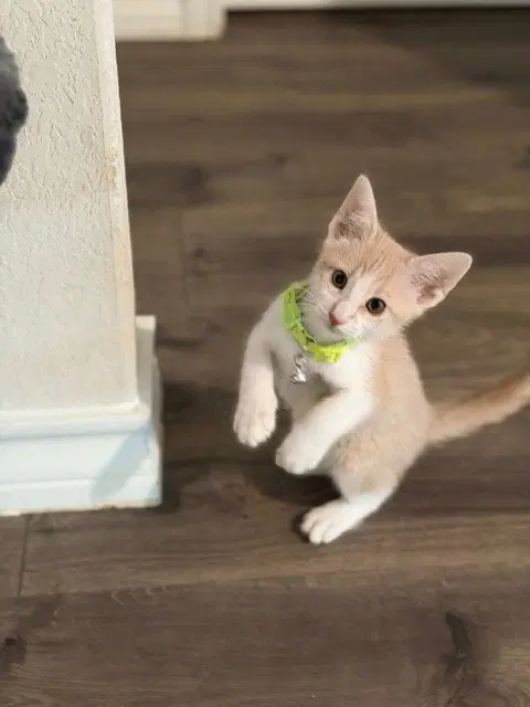 Luca, a male Tabby kitten up for adoption