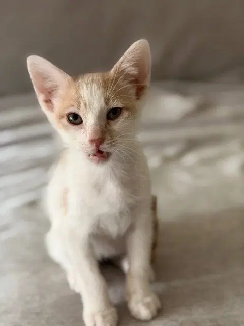 Tod, a male Tabby kitten up for adoption