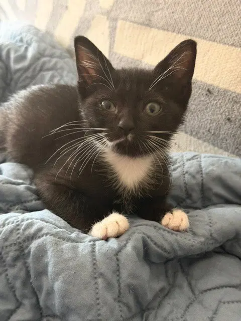 Yang, a female kitten up for adoption