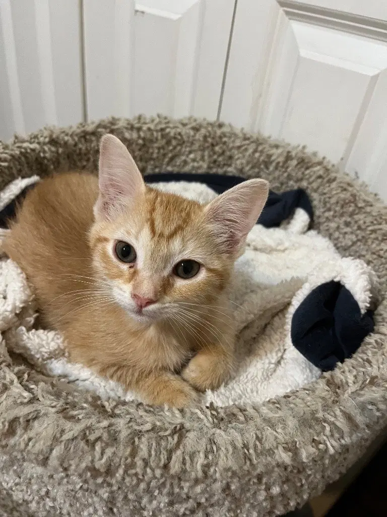 Orange, a male Tabby kitten up for adoption