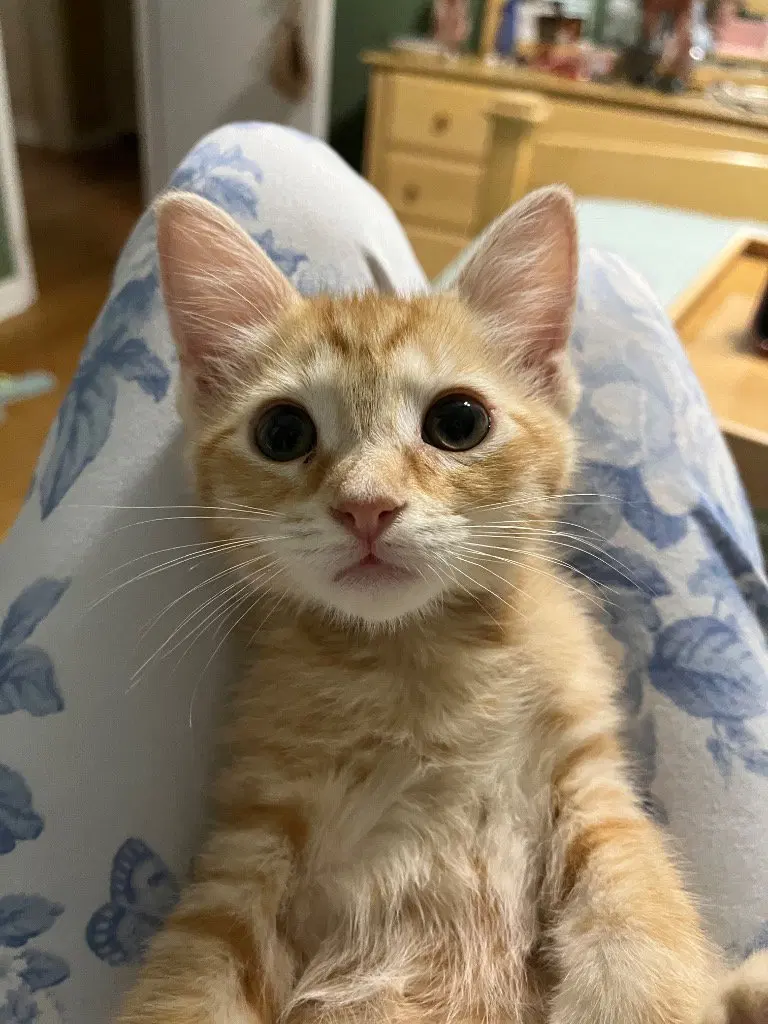 Apricot, a male Tabby kitten up for adoption