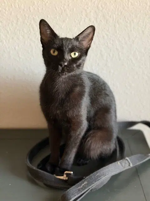 Magic, a young female Bombay cat up for adoption
