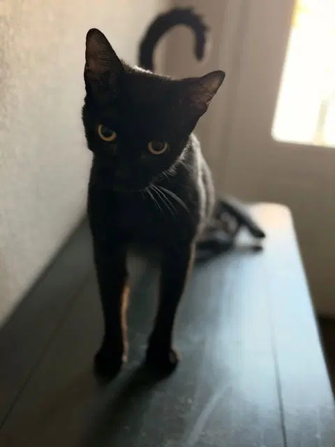Magic, photo 2