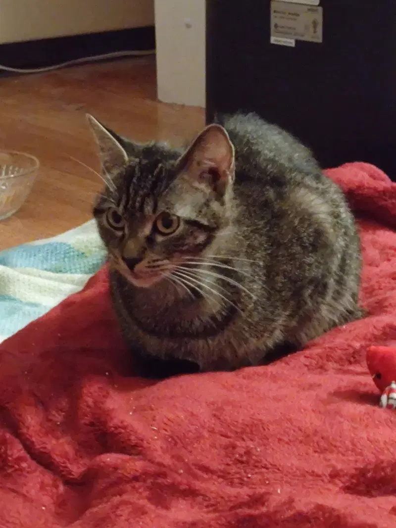 Chloe C Belle, an adult female cat up for adoption