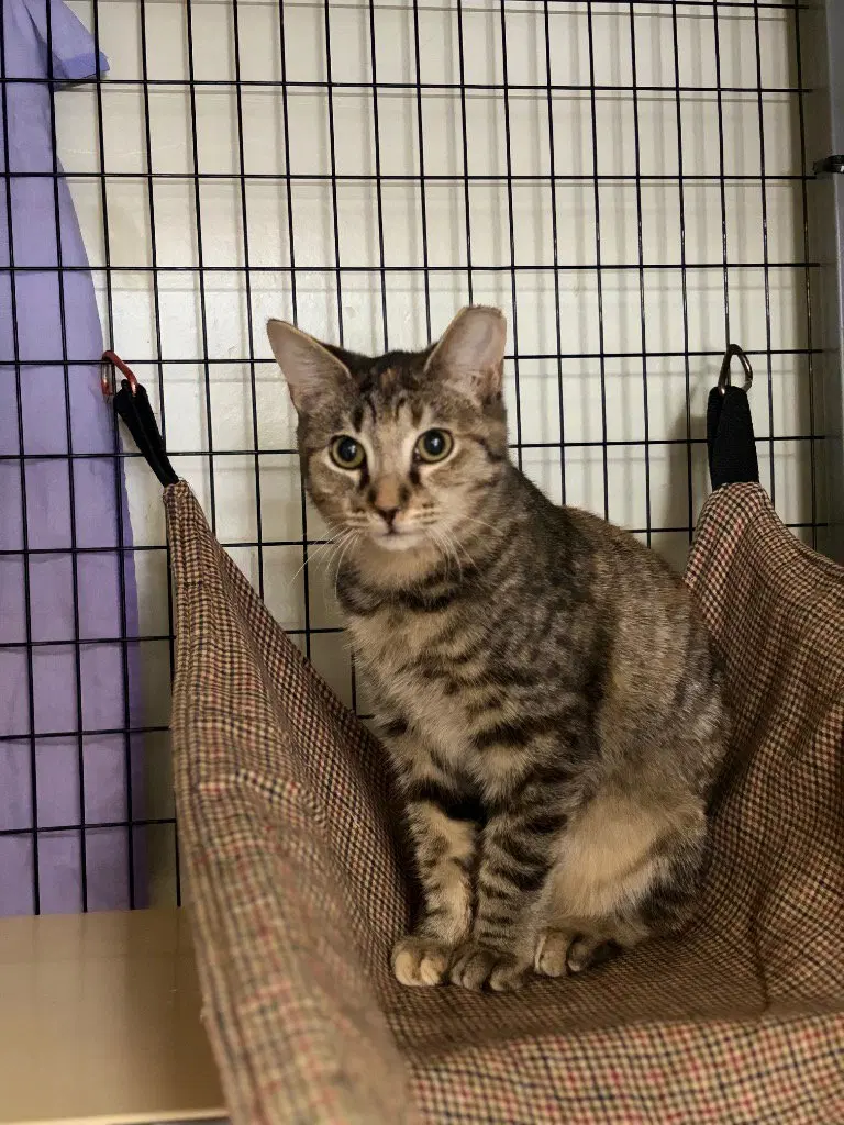 Dumplin, a female Tabby kitten up for adoption