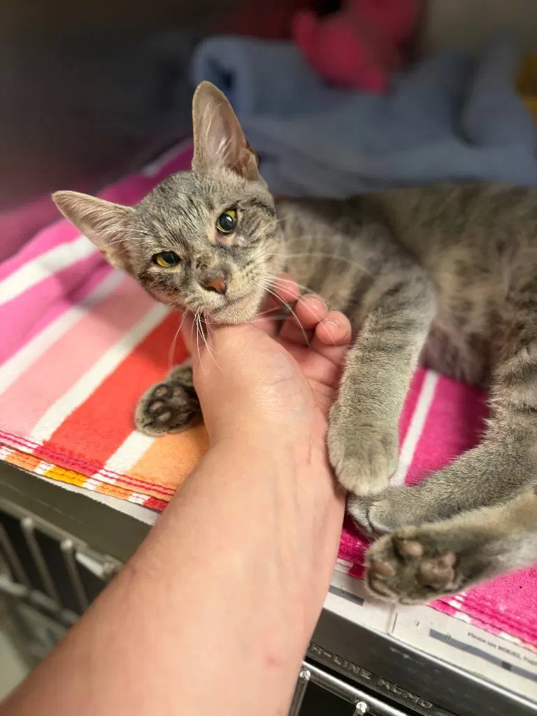Zena, a female Tabby kitten up for adoption