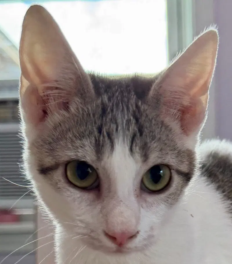 Penelope, a female kitten up for adoption