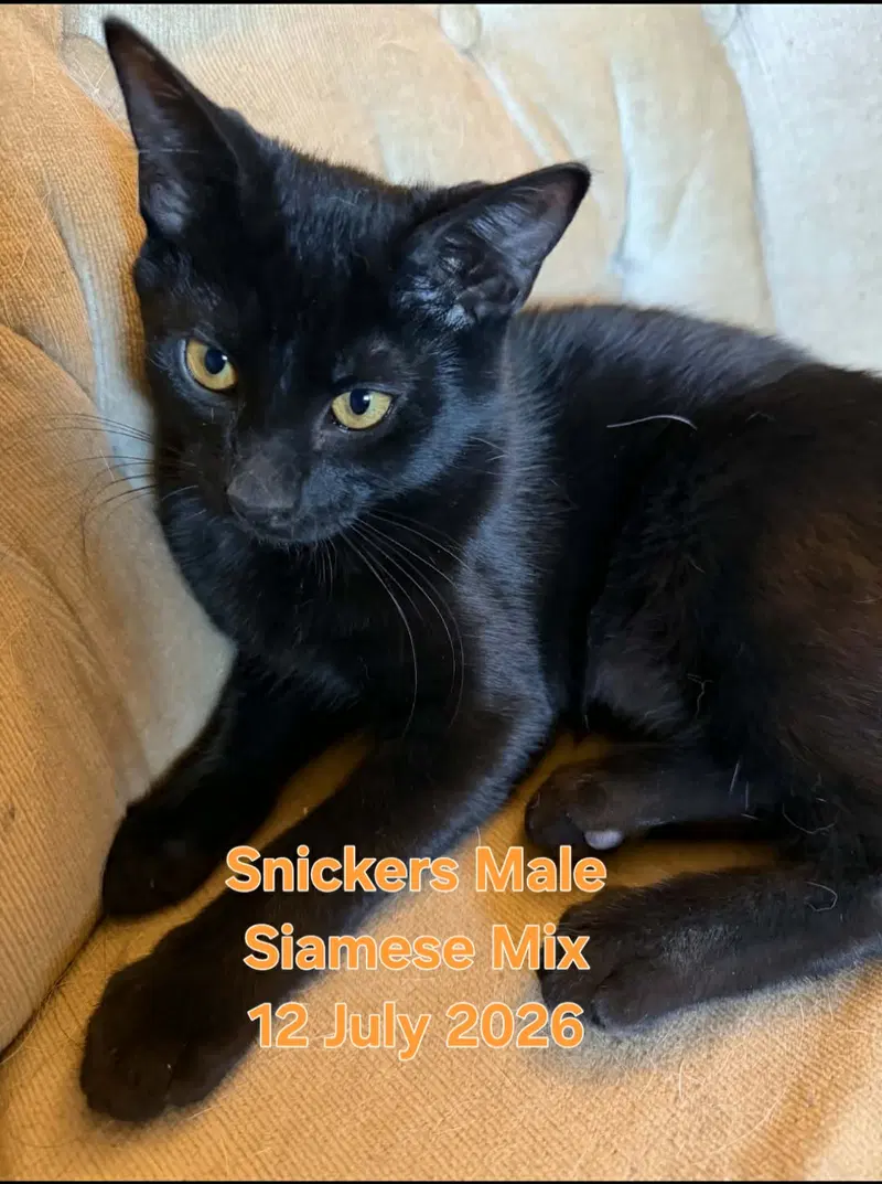 Snickers, photo 2