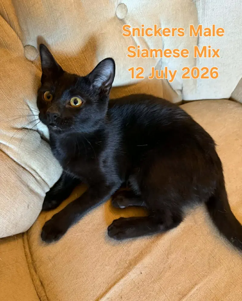 Snickers, photo 3