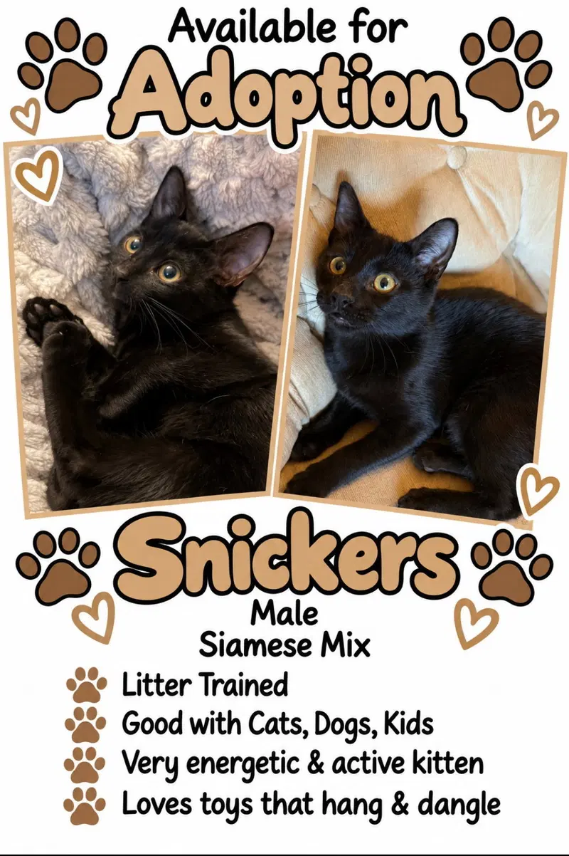 Snickers, a male cat up for adoption
