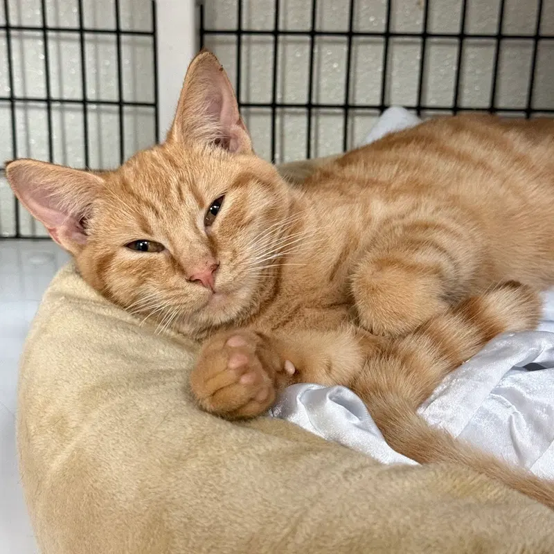 Hocus, a female kitten up for adoption