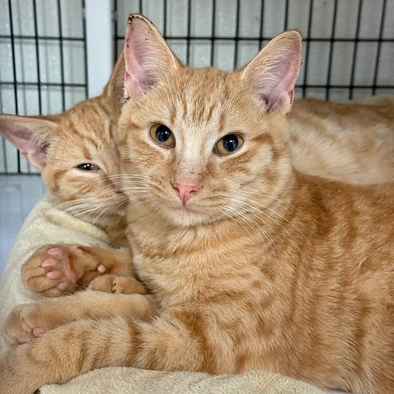 Pocus, a male kitten up for adoption