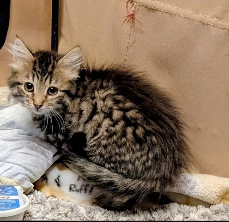 Seneca, a female kitten up for adoption