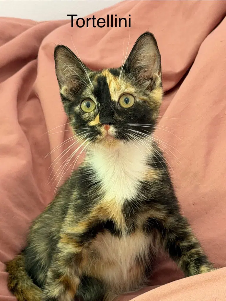 Tortellini, a female Calico kitten up for adoption