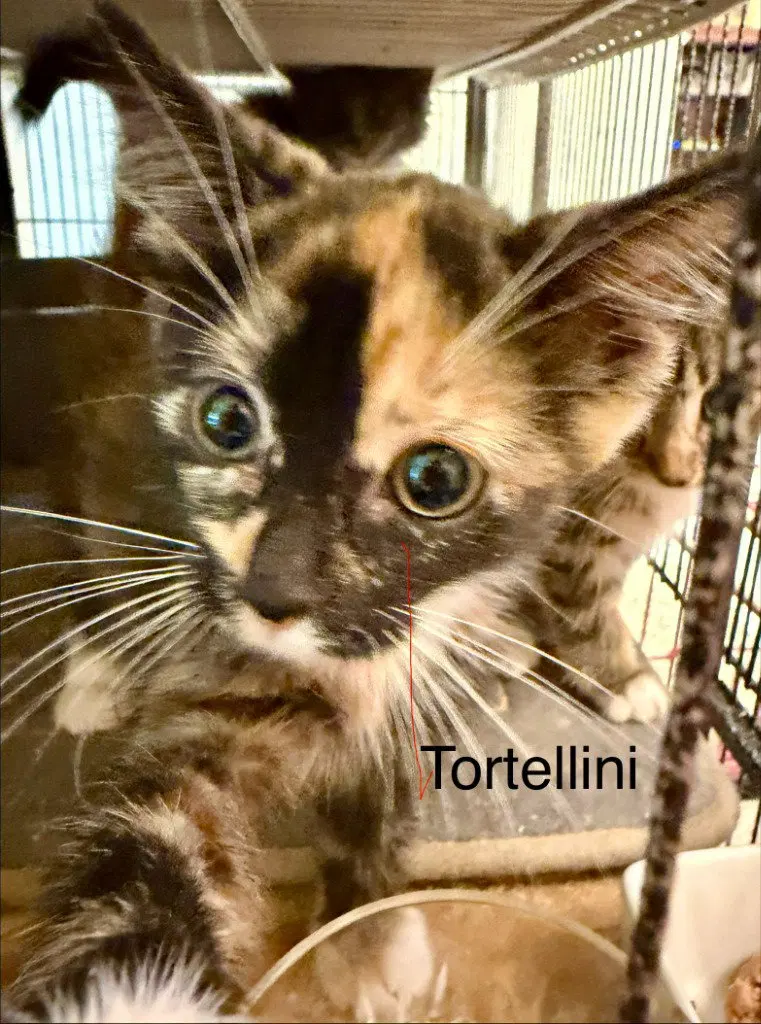 Tortellini, photo 4