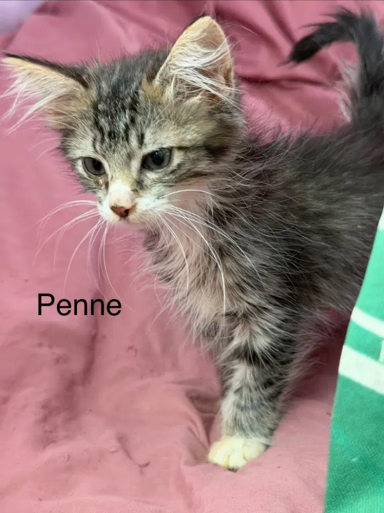 Penne, a male Maine Coon kitten up for adoption