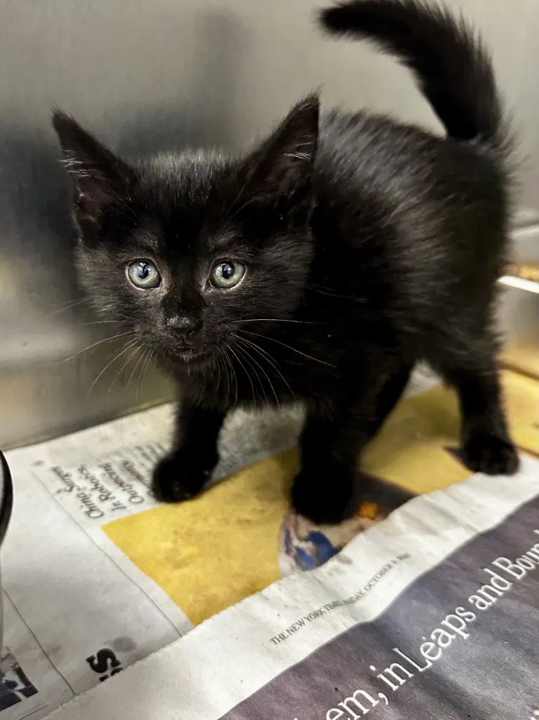 CA 114 Buffy, a female kitten up for adoption