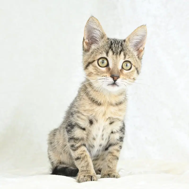 Tulip, a female kitten up for adoption