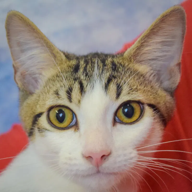Alaric, a male Tabby kitten up for adoption
