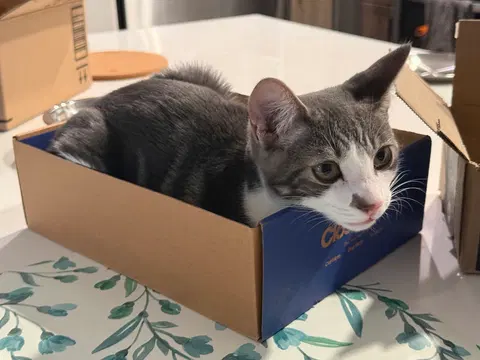 Watch the video of Denny
