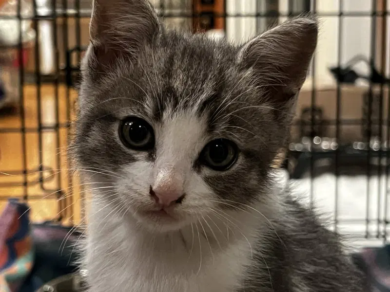 Totoro and Ajax, male Tabby kittens up for adoption