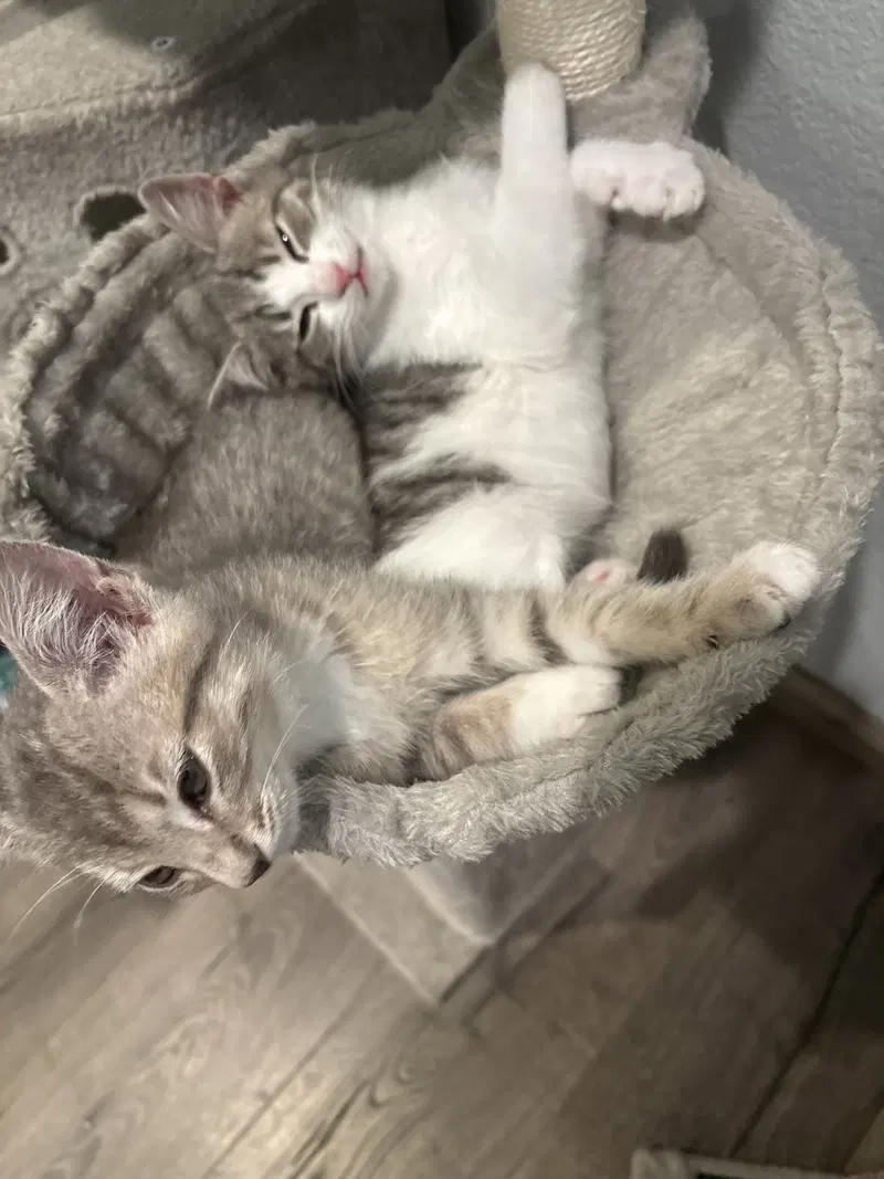 Totoro and Ajax, photo 4