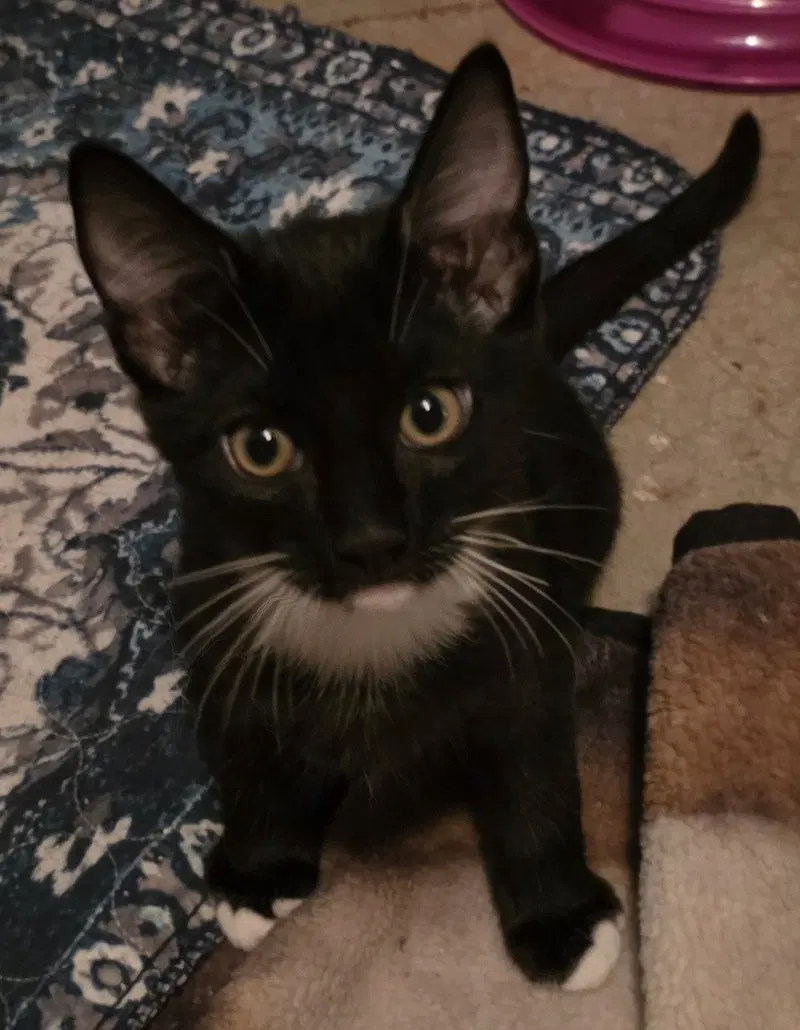 Badger, a young male cat up for adoption