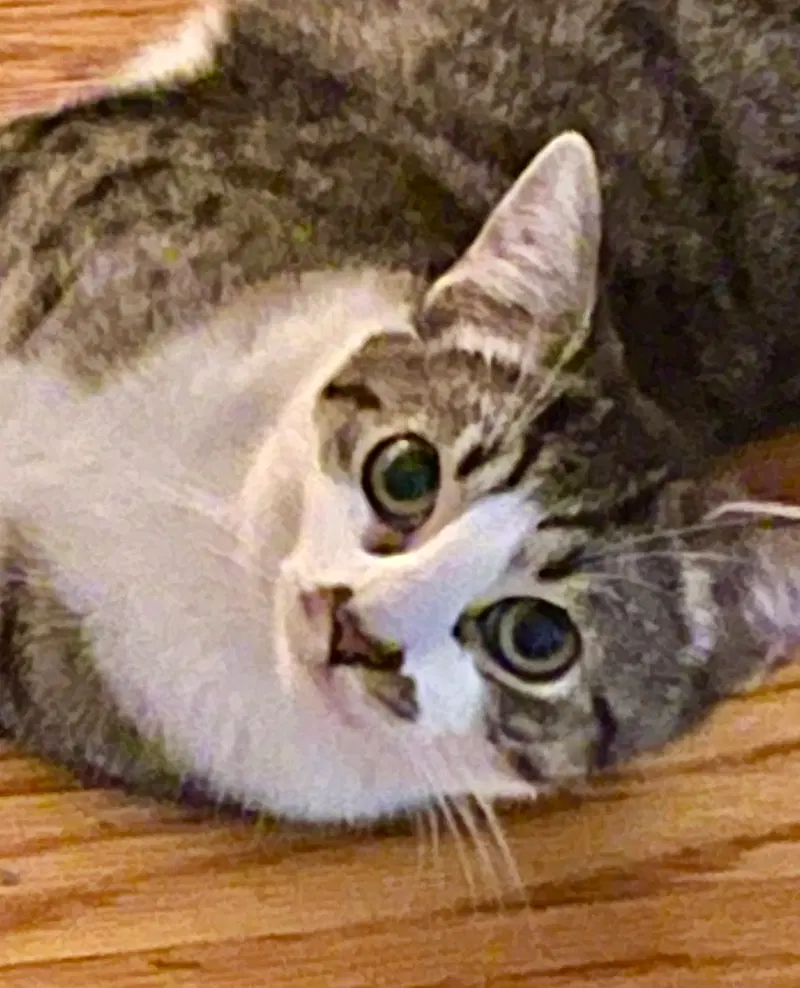 Keeper, a female Tabby kitten up for adoption