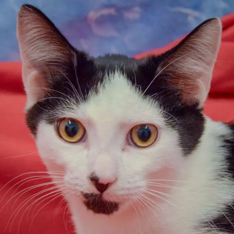 Elagbi, a male kitten up for adoption