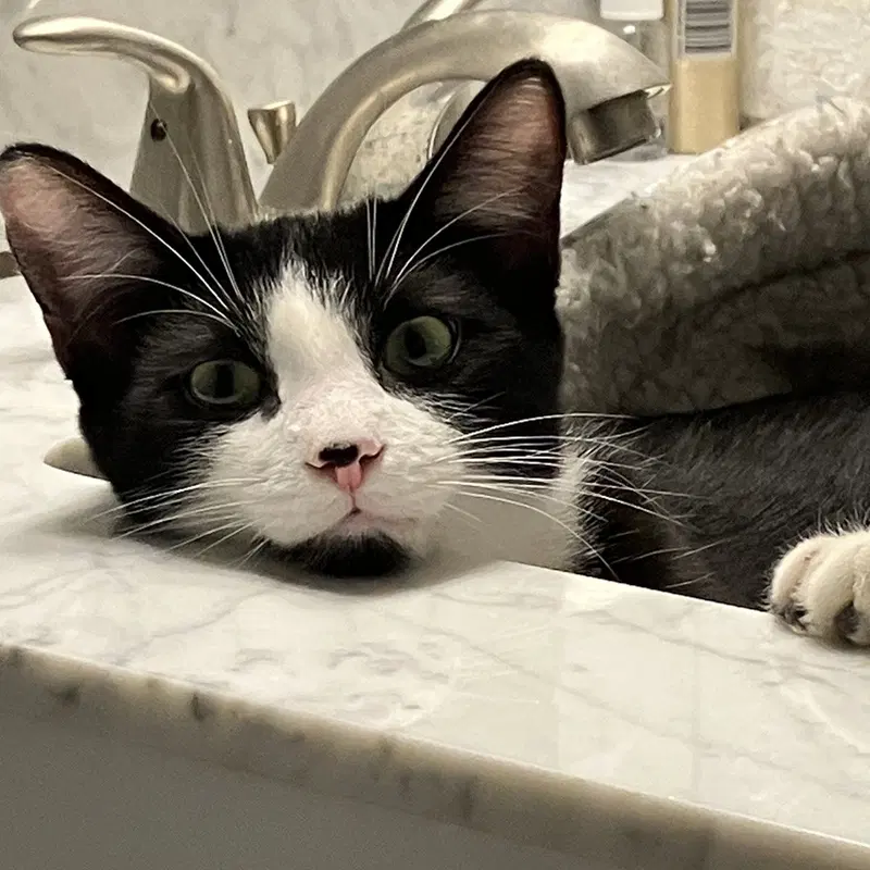 Benji, a male Tuxedo kitten up for adoption