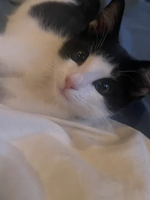Watch the video of Pierre