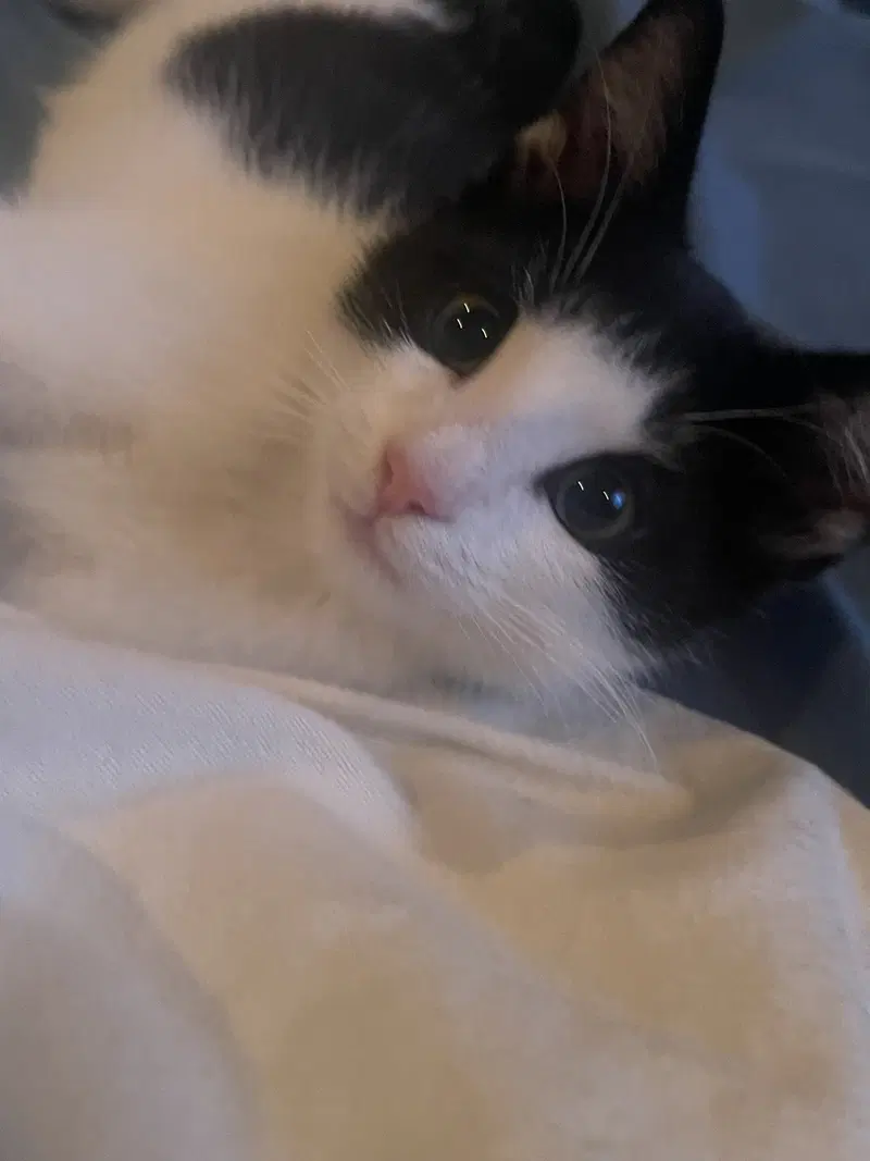 Pierre, an adult male cat up for adoption