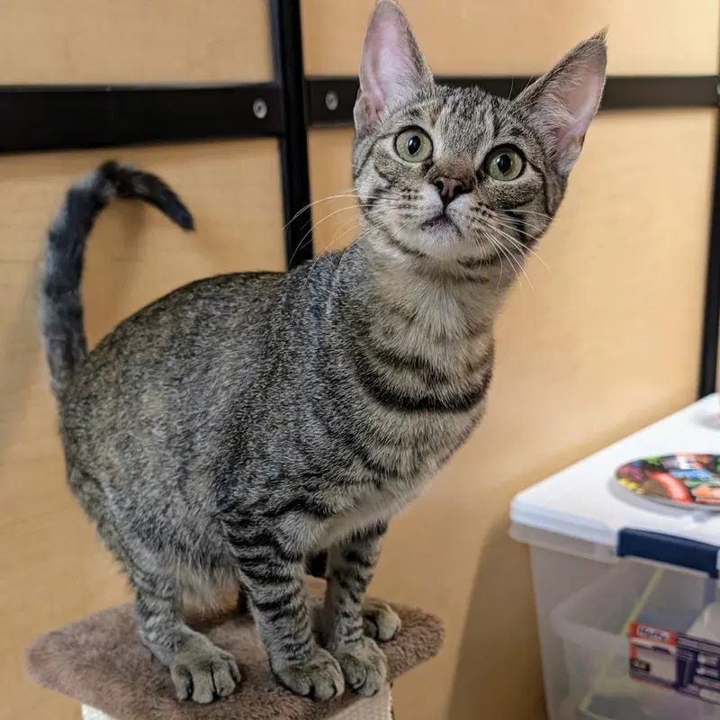 Gabby, a female Tabby kitten up for adoption